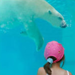 little girl watching swimming polar bear at zoo